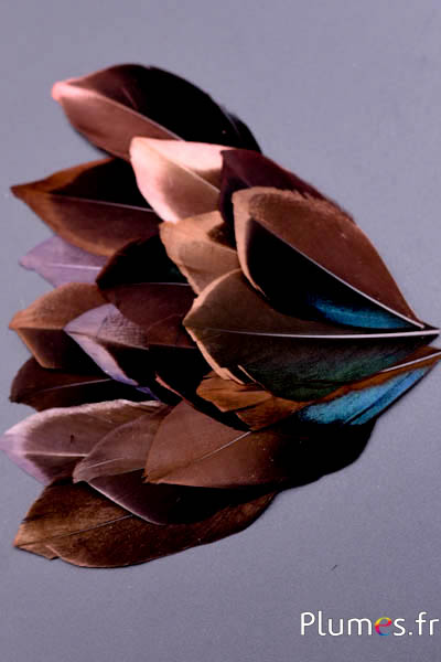 Pétales en plumes - 5-8 x 3-4 cm - chocolat-noir